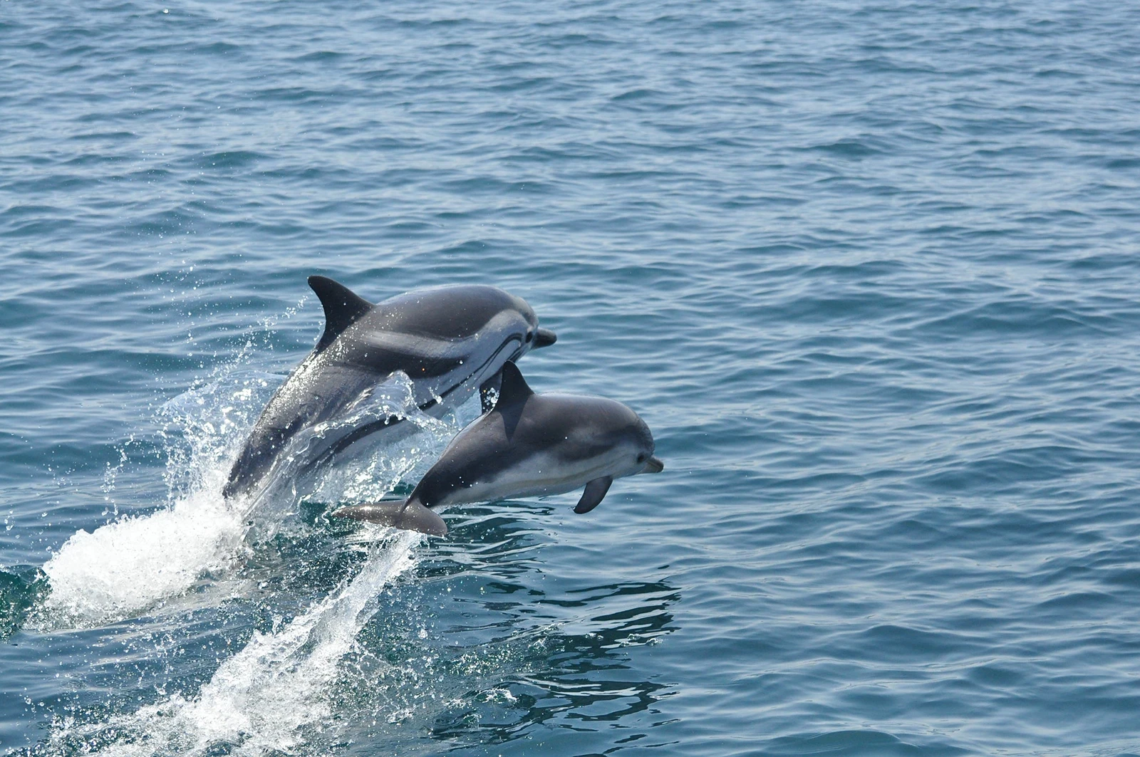 Image of Gibraltar Dolphin Tours
