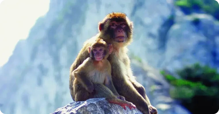 Image of Macaques
